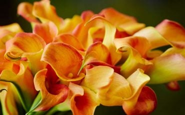 Calla Lily Dream Meaning - Are You In Love With The Fragrant Flower