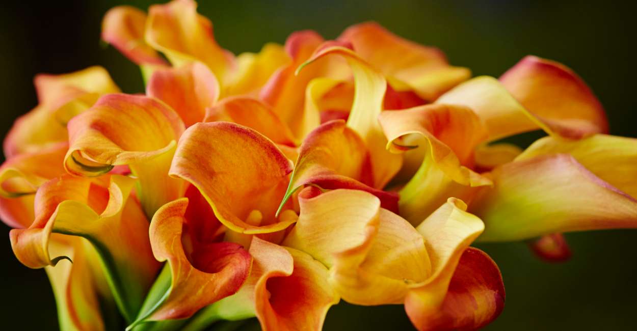 Calla Lily Dream Meaning Are You In Love With The Fragrant Flower