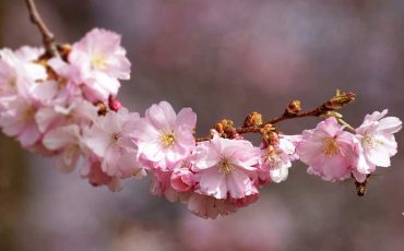 Cherry Blossom Dream Meaning - Get Ready To Embrace The Spring Of Your Life!