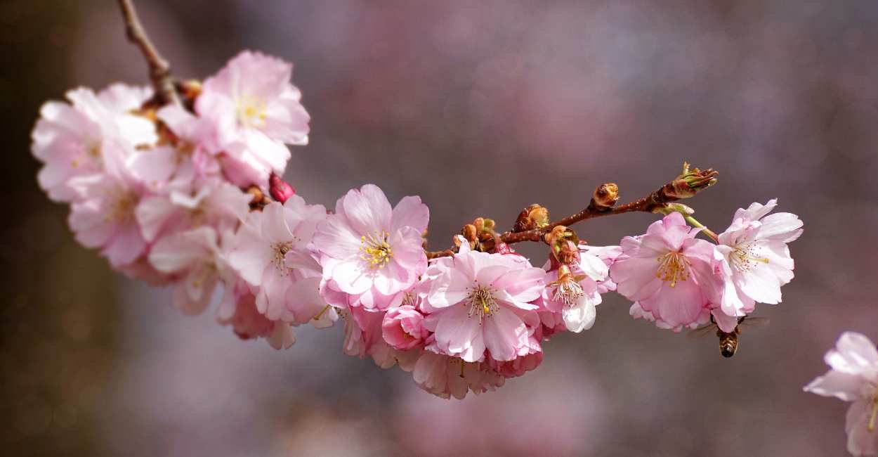 Cherry Blossom Dream Meaning - Get Ready To Embrace The Spring Of Your Life!