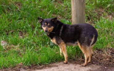 Dream About Dog Losing Tail - Is It A Sign Of A Terrible Flaw