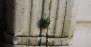 Dream Of Bugs Crawling On Wall - Are There Too Many Pests In Your Life