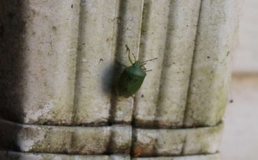 Dream Of Bugs Crawling On Wall - Are There Too Many Pests In Your Life