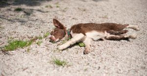 Dream of Dead Pet - Is Your Furry Buddy’s Life In Danger