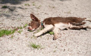 Dream of Dead Pet - Is Your Furry Buddy’s Life In Danger