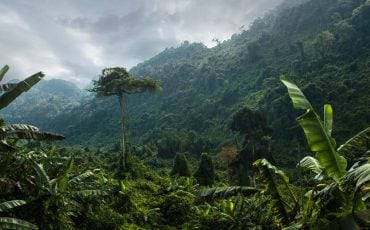 Dream of Jungle – Delve Deep Inside to Unravel Hidden Gems