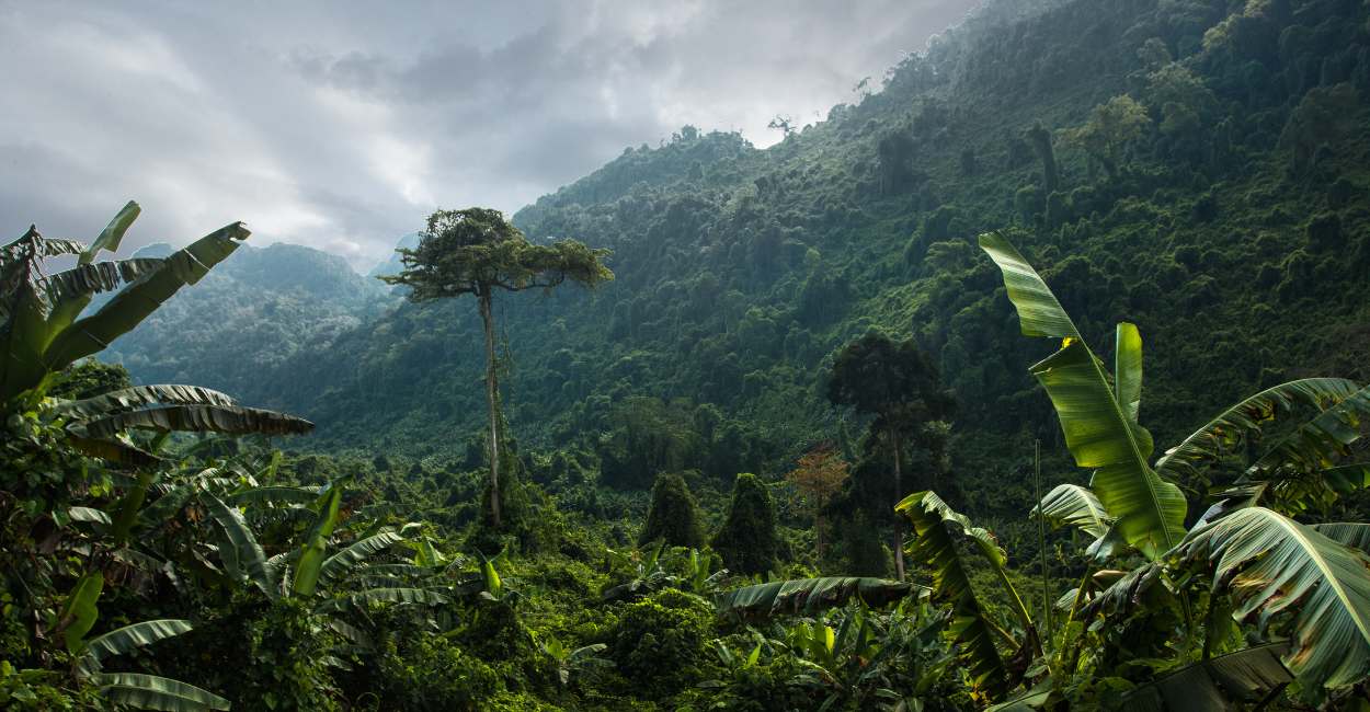 Dream of Jungle – Delve Deep Inside to Unravel Hidden Gems