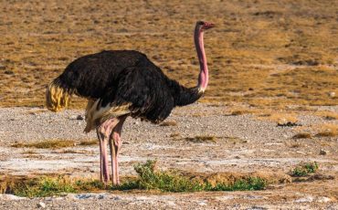 Dreaming of Ostrich Attacking You - Does This Signify Endless Miseries