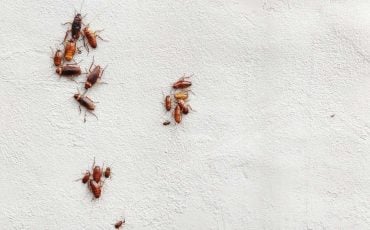 Dreaming of Roaches on the Wall – Are You Scared of Insects 