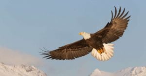 Dreaming of a Bald Eagle - Is It a Sign of Your Pride and Courage