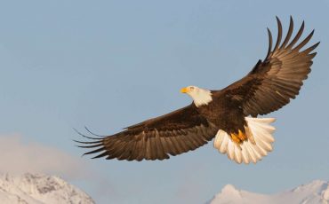 Dreaming of a Bald Eagle - Is It a Sign of Your Pride and Courage