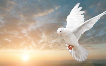 Dreams About Doves - Are You Seeking Peace And Freedom