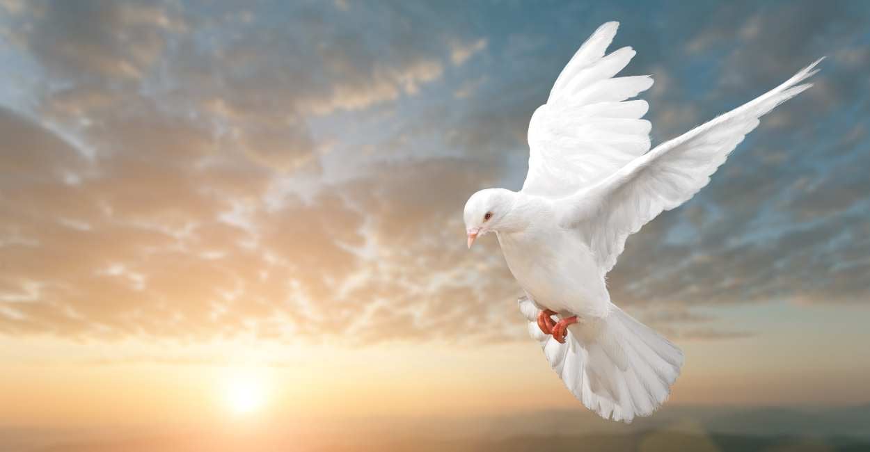 Dreams About Doves - Are You Seeking Peace And Freedom