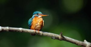Kingfisher Dream Meaning – Are You in the Process of Becoming a Better Person