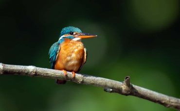 Kingfisher Dream Meaning – Are You in the Process of Becoming a Better Person