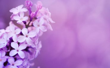 Lilac Dream Meaning - Do You Wish to Be Brilliant and Strong