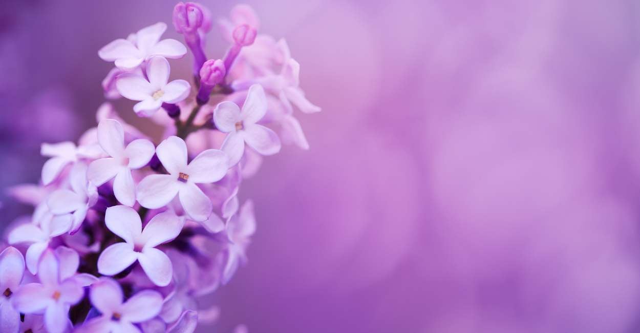Lilac Dream Meaning - Do You Wish to Be Brilliant and Strong