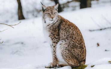 Lynx Dream Meaning - Does The Big Feline Have Bad News For You