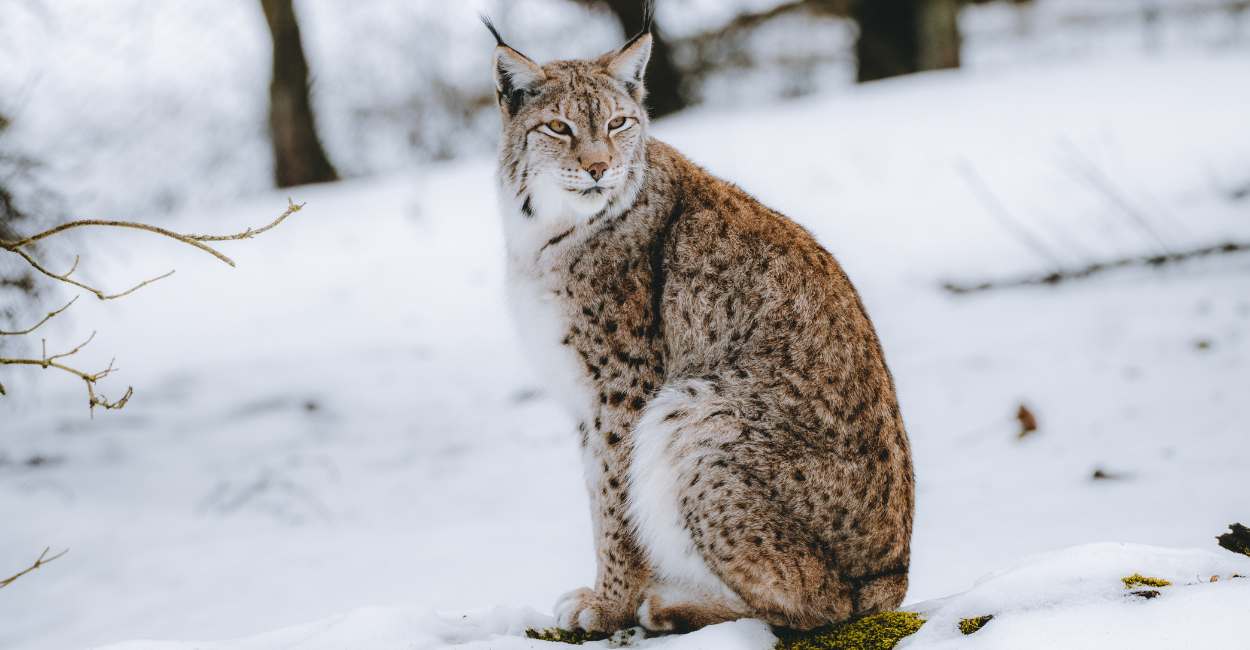 Lynx Dream Meaning - Does The Big Feline Have Bad News For You