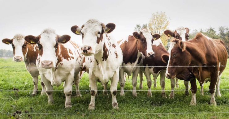 Spiritual Meaning of Cows in a Dream - Prosperity & Happiness is Knocking!