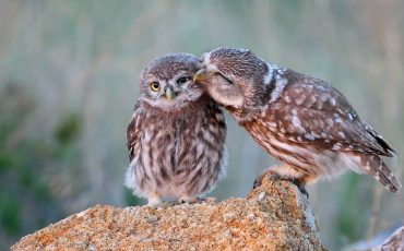 Spiritual Meaning of Owls in Dreams - Do you feel someone watching you