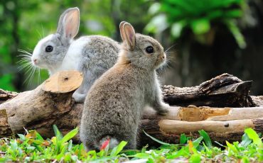 Spiritual Meaning of Rabbits in Dreams - Does the Animal Brings Harmonious Messages