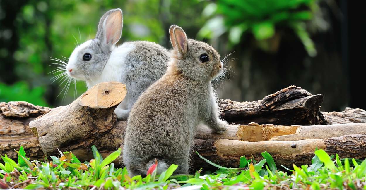 Spiritual Meaning of Rabbits in Dreams - Does the Animal Brings Harmonious Messages