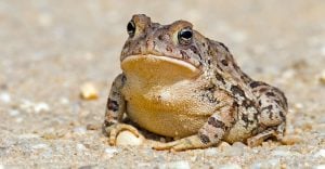 Dream About Toad - What Message Does The Noisy Creature Have