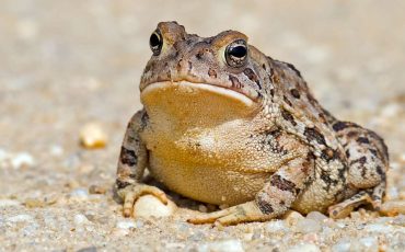 Dream About Toad - What Message Does The Noisy Creature Have