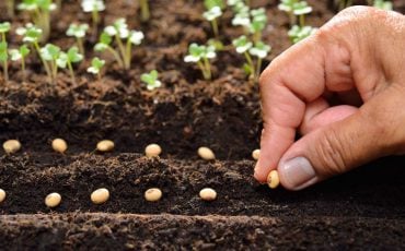 Dream Meaning of Planting Seeds – You Are Brimming With Creative Energy