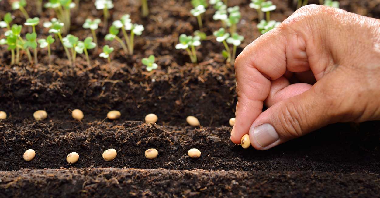 Dream Meaning of Planting Seeds – You Are Brimming With Creative Energy