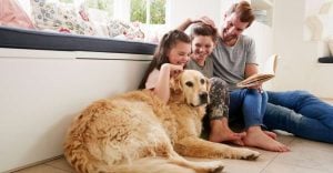 What Do Your Pet Dogs Dream About - Experts’ Take