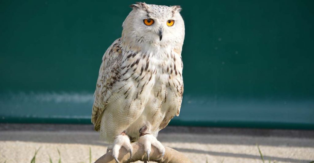 What Does It Mean To Dream About A White Owl? Does The Hunter Have Its