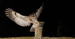 Dreams About Owls Attacking - Does The Nocturnal Bird Hold A Grudge Against You