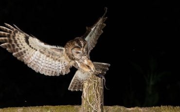 Dreams About Owls Attacking - Does The Nocturnal Bird Hold A Grudge Against You